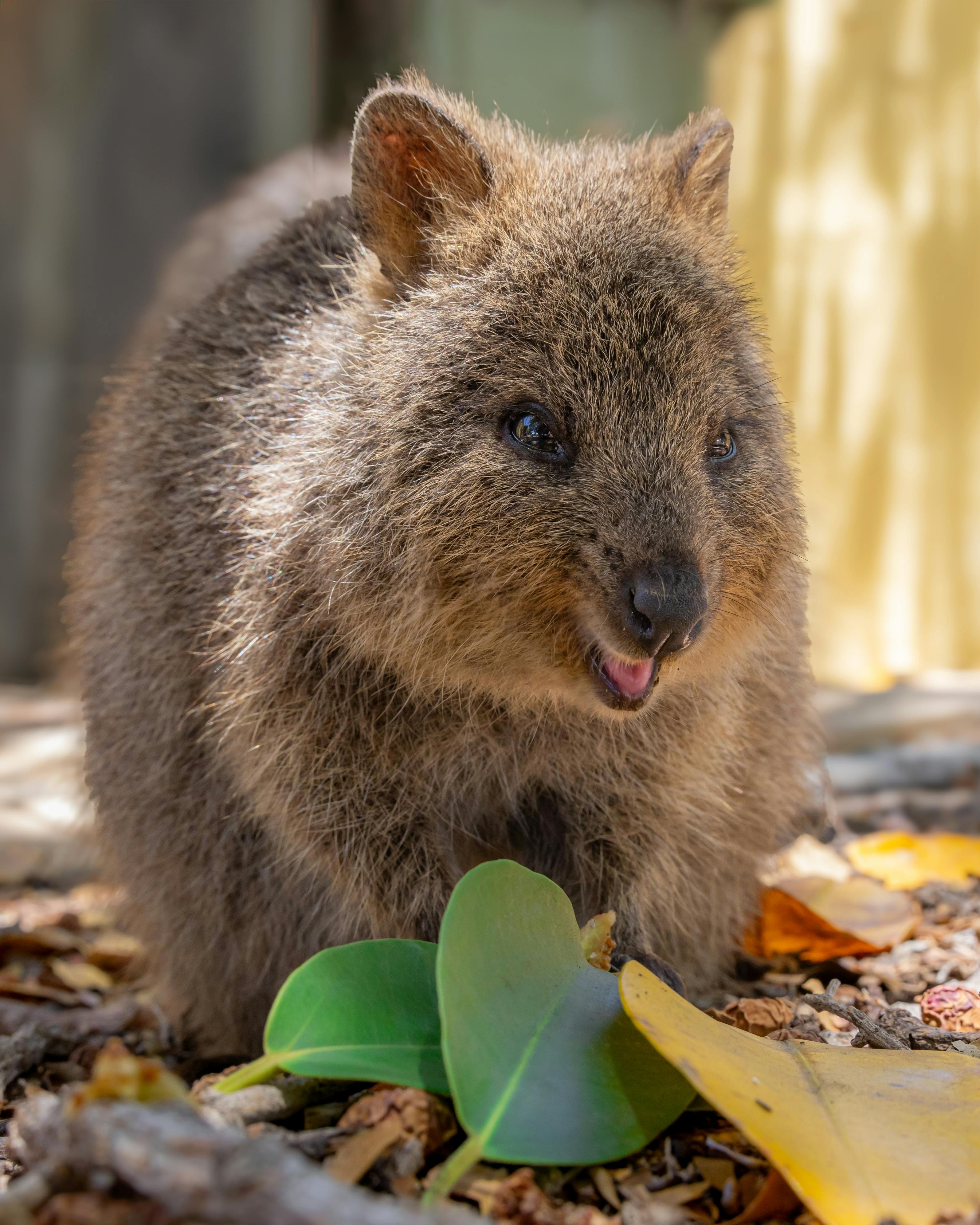 Perth Thumbnail 4